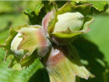 Líska 'Extra Giagli'- kontejner  Corylus avellana ´Extra Giagli'