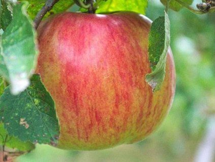 Jabloň zakrslá 'Garden Sunred' - kontejner  Malus domestica 'Garden Sunred'