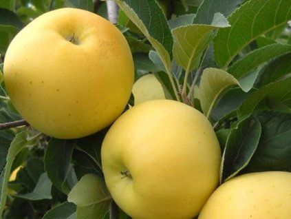 Jabloň zakrslá 'Garden Gold'- kontejner  Malus domestica 'Garden Gold'