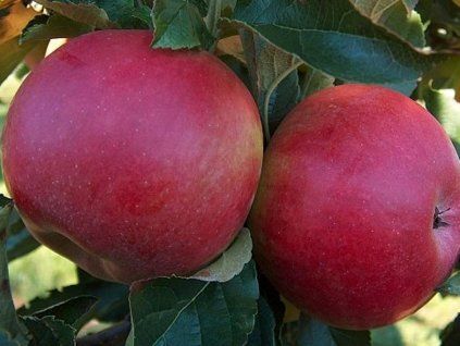 Jabloň 'Idared' - kontejner  Malus domestica ´Idared´