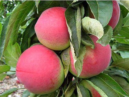 Jabloň sloupovitá 'Zane' - kontejner  Malus domestica 'Zane'