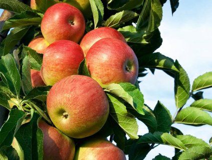 Jabloň sloupovitá 'Starcats' - kontejner  Malus domestica 'Starcats'