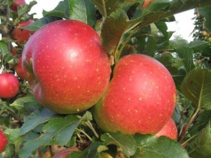 Jabloň sloupovitá 'Jucunda' - kontejner  Malus domestica 'Jucunda'