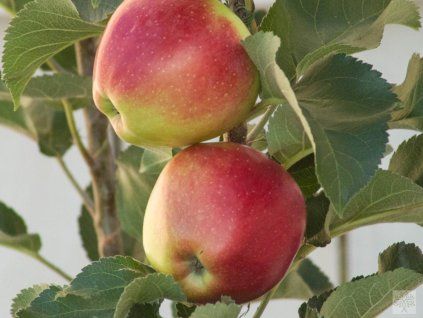 Jabloň sloupovitá 'Ilma' - kontejner  Malus domestica 'Ilma'