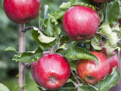 Jabloň sloupovitá 'Merlin'- kontejner  Malus domestica 'Merlin'