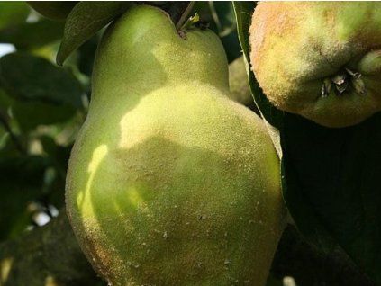 Kdouloň obecná 'Lescovac'- kontejner  Cydonia oblonga 'Lescovac'
