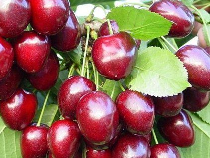 Třešeň 'Kordia'- kontejner  Prunus avium ´Kordia´