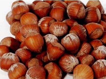 Líska 'Sivri Giagli'- kontejner  Corylus avellana ´Sivri Giagli'