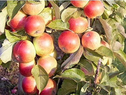 Jabloň sloupovitá 'Mango' - kontejner  Malus domestica 'Mango'