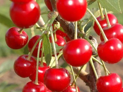 Višeň keřová 'Vowi' - kontejner  Prunus fruticosa x prunus cerasus 'Vowi'