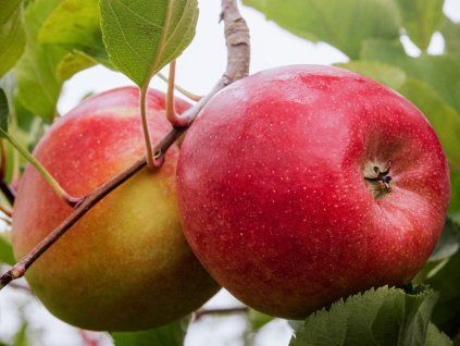 Jabloň sloupovitá 'Swing' - kontejner  Malus domestica 'Swing'