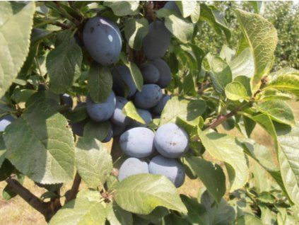 Švestka 'Dwarf' - kontejner  Prunus domestica 'Dwarf'