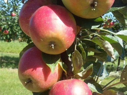 Jabloň sloupovitá 'Acrobat'- kontejner  Malus domestica 'Acrobat'