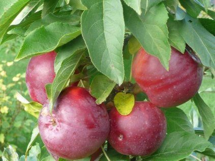 Jabloň sloupovitá 'Moskovskoje Ožerelje' - kontejner  Malus domestica 'Moskovskoje Ožerelje'