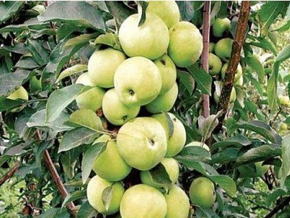 Jabloň sloupovitá 'Sonet'- kontejner  Malus domestica 'Sonet'
