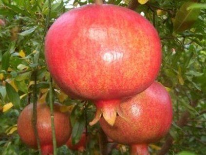 Granátové jablko 'Wonderfull' - kontejner  Punica granatum 'Wonderfull'