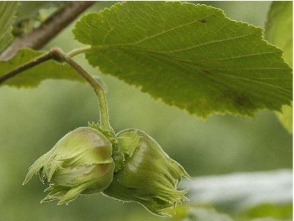 Líska 'Hallova obrovská'- kontejner  Corylus avellana ´Hallova obrovská´