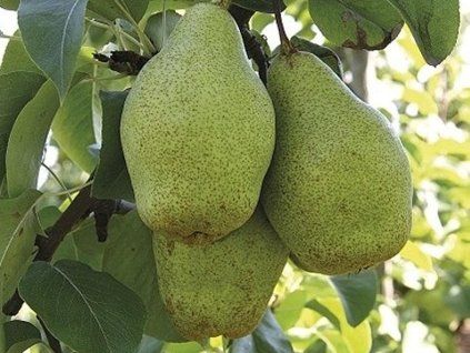 Hrušeň 'Xenia'- kontejner  Pyrus communis 'Xenia'