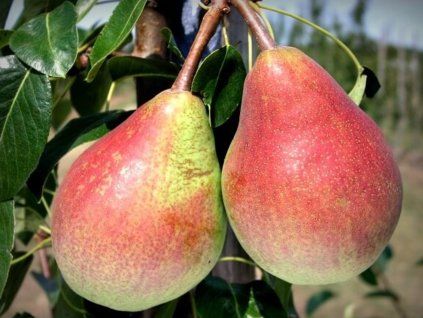 Hrušeň 'Clappova' - kontejner  Pyrus communis 'Clappova'