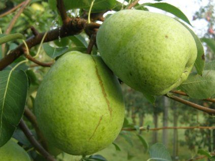 Hrušeň 'Lucasova' - kontejner  Pyrus communis 'Lucasova'