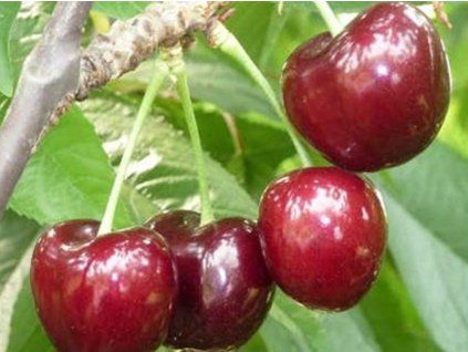 Třešeň 'Ferrovia' - kontejner  Prunus avium 'Ferrovia'