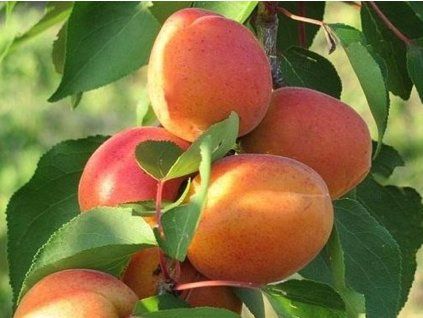 Meruňka 'Velbora'  Prunus armeniaca 'Velbora'