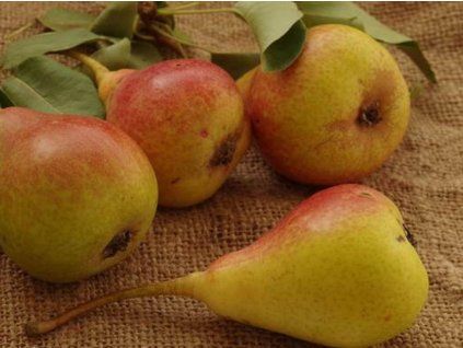 Hrušeň 'Máslovka Římská'  Pyrus communis 'Máslovka Římská'