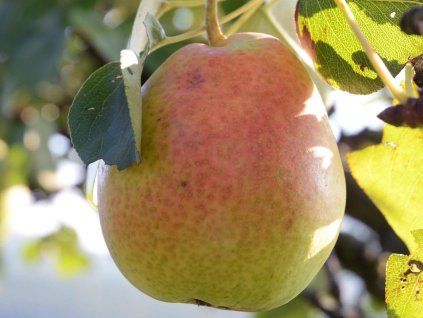 Hrušeň 'Růžovka'  Pyrus communis 'Růžovka'