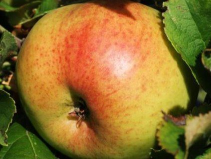 Jabloň 'Mazánkův zázrak'  Malus domestica 'Mazánkův zázrak'