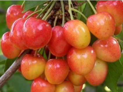 Třešeň 'Napoleonova'  Prunus avium 'Napoleonova'