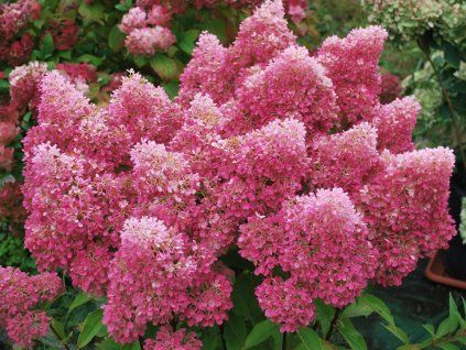 Hortenzie latnatá 'Petite Flori'  Hydrangea paniculata 'Petite Flori'