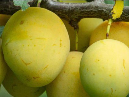 Ryngle 'Rheingold®'  Prunus domestica subsp. italica 'Rheingold®'