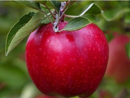 Jabloň 'Maggy'  Malus domestica 'Maggy'