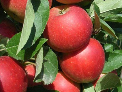 Jabloň 'Mars'  Malus domestica 'Mars'