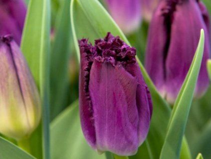 purple crystal