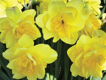 spring