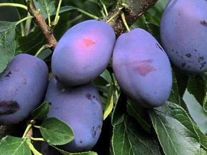 Švestka 'Franzi®'  Prunus domestica ´Franzi®´