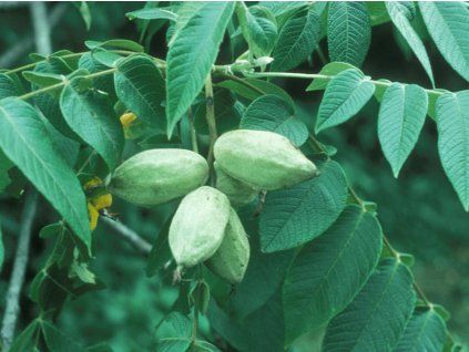 Ořešák popelavý  Juglans cinerea