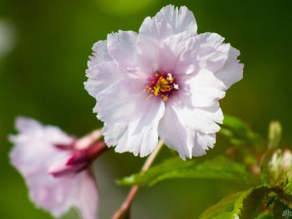 Prunus First Blush (2)