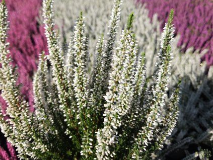 Calluna vulgaris Venus (2)
