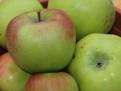 Jabloň 'Boikovo'- kontejner  Malus domestica 'Boikovo'