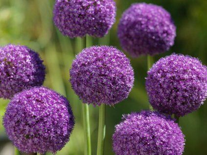 allium ambassador