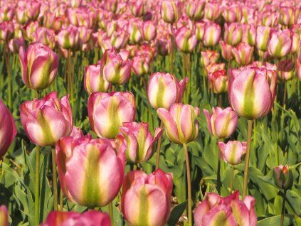tulipa Groenland