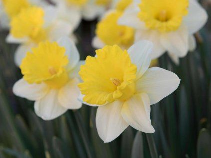 Daffodil Goblet
