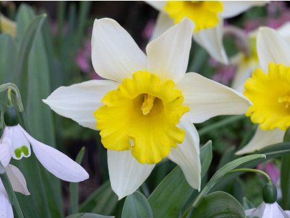 Narcis 'January Silver'  Narcissus 'January Silver'