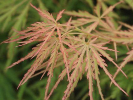 red autumn lace