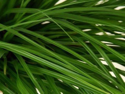 Ostřice ošimenská 'Greenwell' - Carex oshimensis 'Greenwell'  Carex oshimensis 'Greenwell'