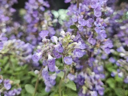 Šanta zkřížená 'Purrsian Blue'PBR - Nepeta x faassenii 'Purrsian Blue'PBR  Nepeta x faassenii 'Purrsian Blue'