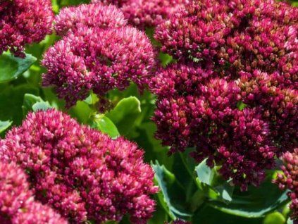 116905 116905 116905 116905 1 rozchodnik nadherny mr goodbud sedum spectabile mr goodbud