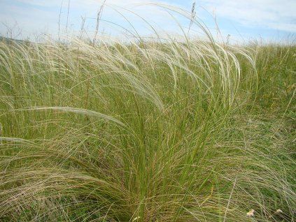 stipa tirsa